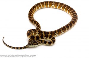 irian jaya carpet python for sale