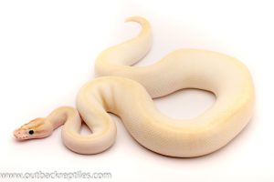 ivory ball python for sale