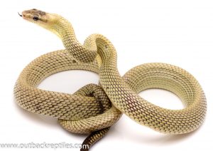 Jansens rat snake for sale