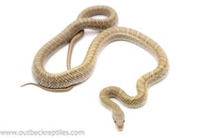 japanese rat snake for sale