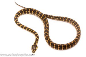 jungle carpet pythons for sale