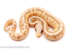 killer bee butter ghost ball python for sale