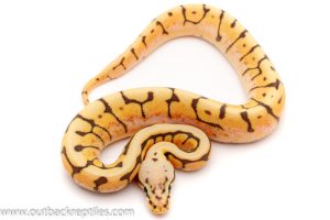 killer bee enchi ghost ball python for sale