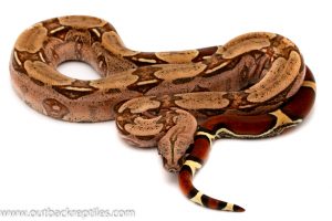 guyana red tail boa for sale