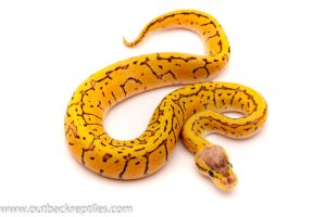 lemon blast ball python for sale