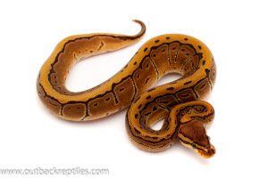 leopard pin stripe ball python for sale