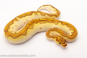 Lesser clown ball python for sale