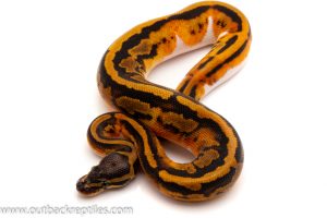 pied ball python for sale