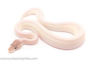 blue eyed lucy super mojave ball python for sale
