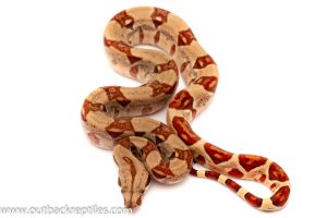 hypo red tail boa for sale