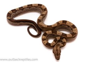 columbian red tail boa for sale