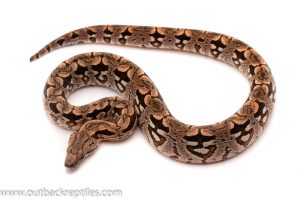 Dumerils boa for sale