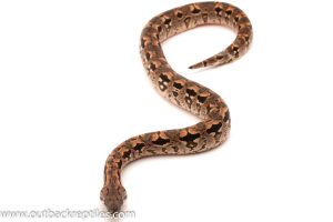 dumerils boa for sale