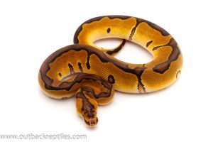 enchi clown ball python for sale