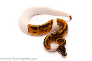 pied ball python for sale