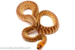Woma python for sale