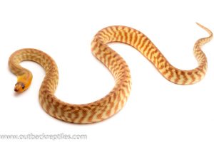 Woma Python for sale