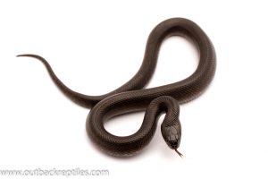 mexican black kingsnake