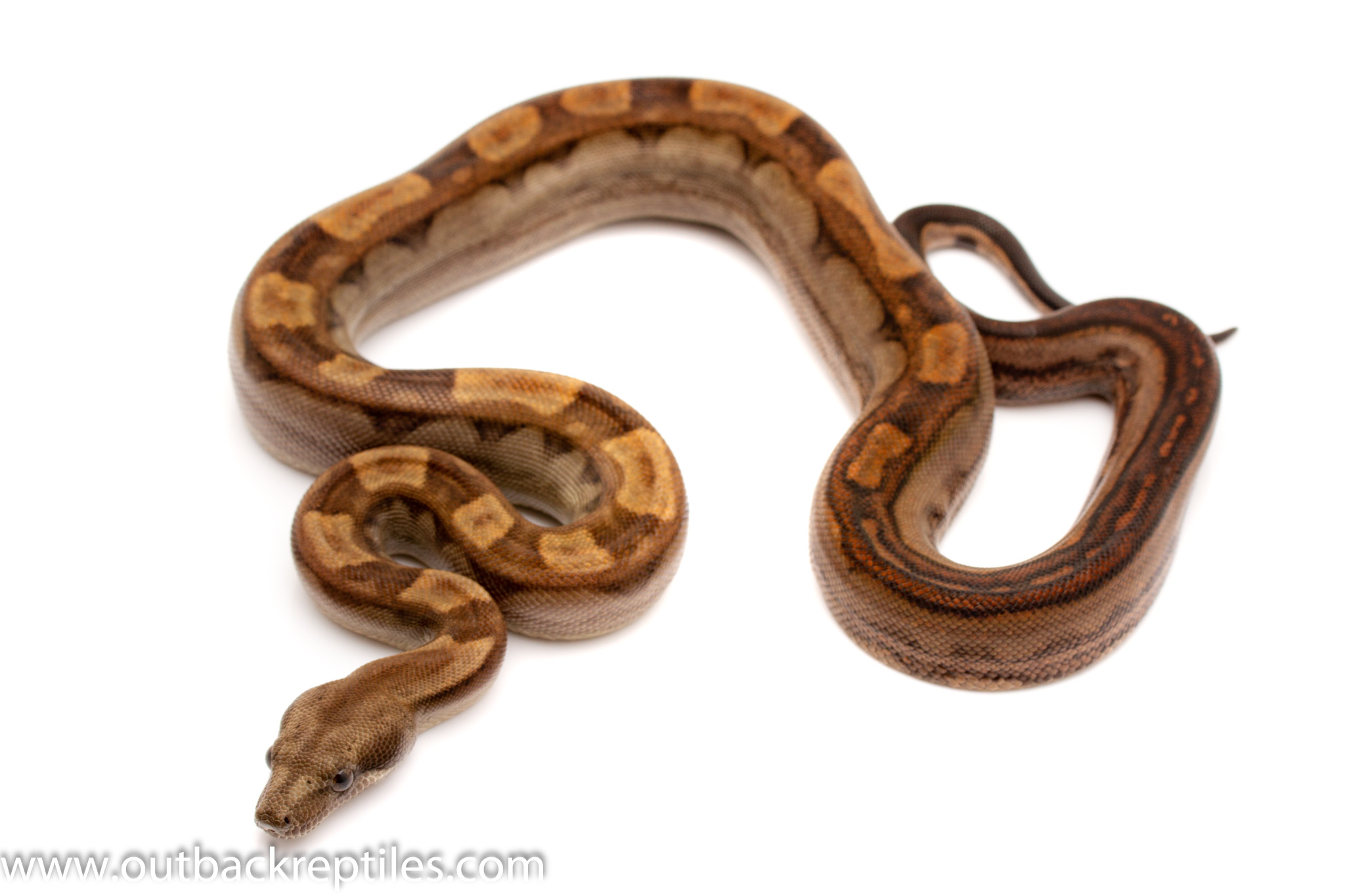 Motley Het Blood Female -1 | Outback Reptiles