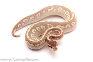 Mystic Potion ball python for sale