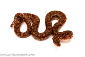 columbian rainbow boa for sale