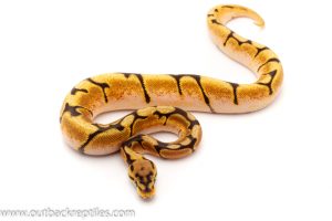 orange dream ball python for sale