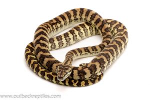 coastal carpet python for sale