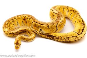 Lemonblast ball python python for sale