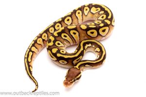 pastave ball python for sale
