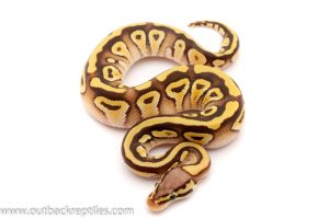 pastave ball python for sale