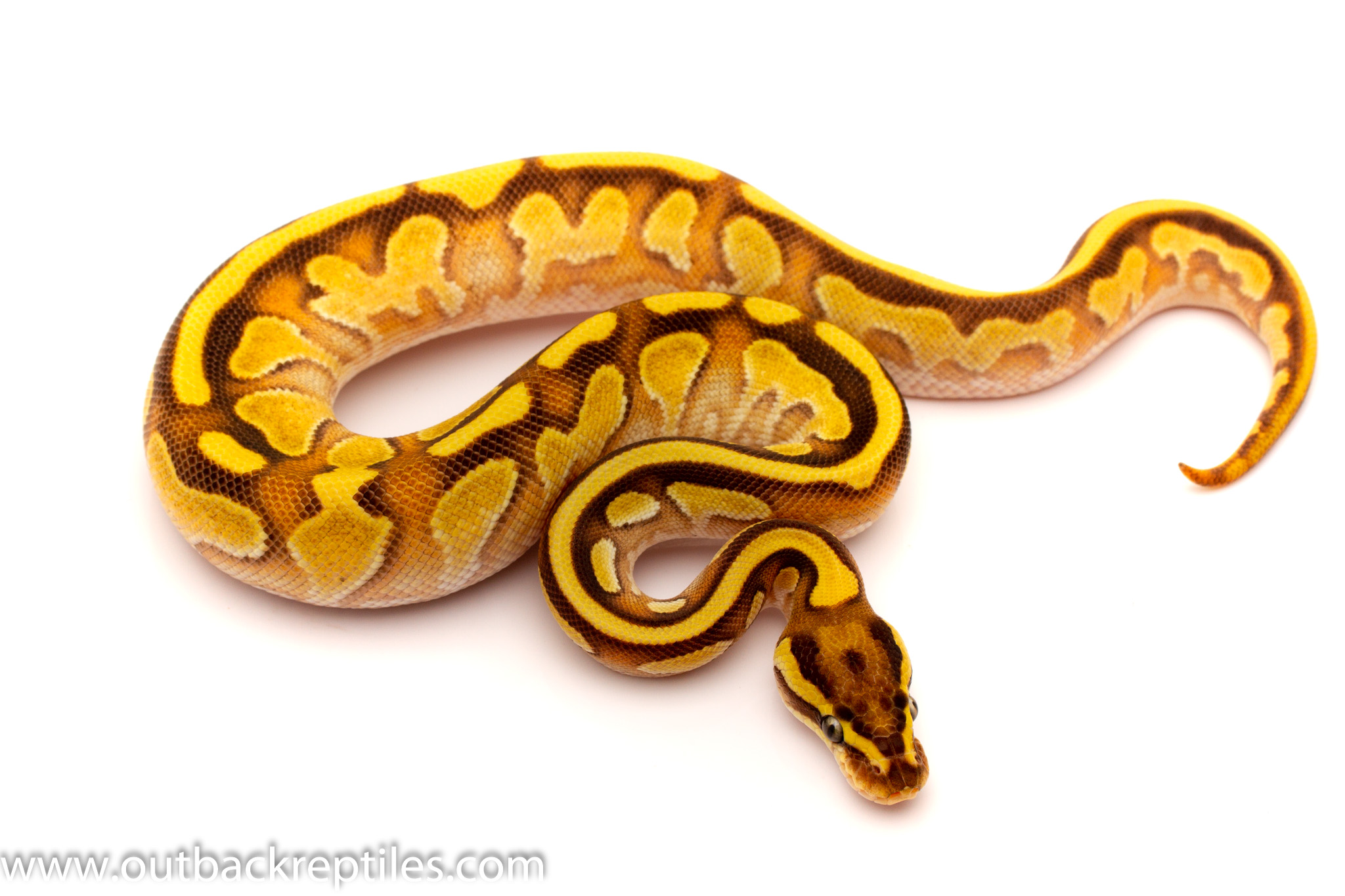 Pastel Fire Lesser Male 1 Outback Reptiles