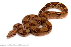 pastel het albino columbian redtail boa for sale