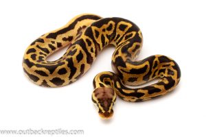 pastel leopard ball python for sale