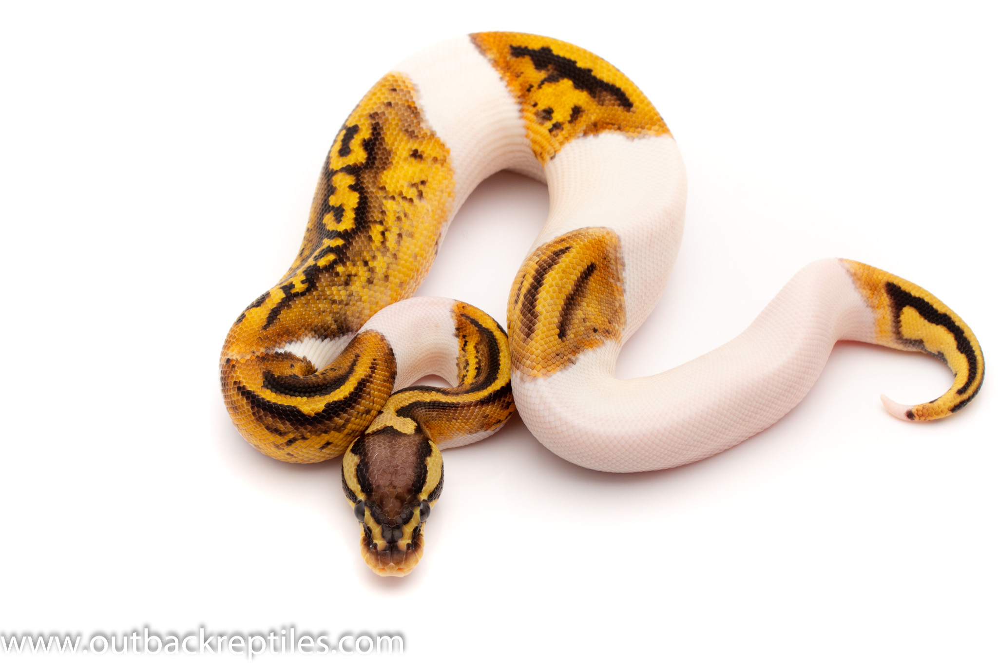 pastel pied ball python for sale