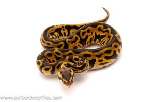 pastel leopard ball python for sale