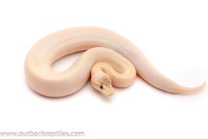 Pewter Champagne ball python for sale