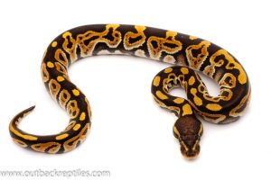 phantom ball python for sale