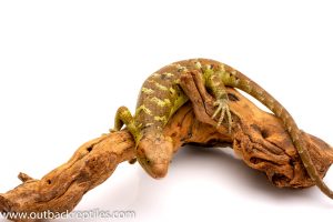 prehensile tail skink for sale pink tongue skink for sale monkey tail skink for sale