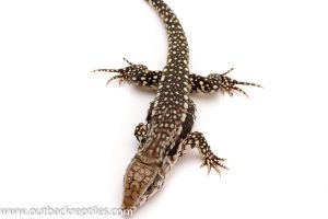 tegu for sale