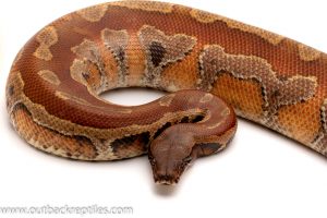 Red Blood Python for sale