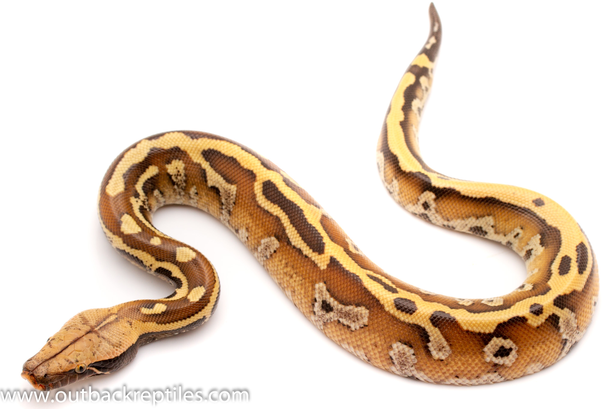 Red Blood Python Female-1 | Outback Reptiles