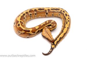 red blood python for sale