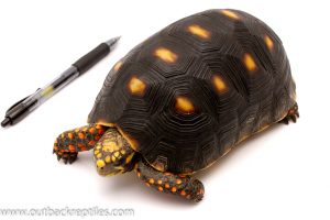 red foot tortoise for sale