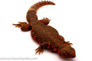 Red saharan uromastyx for sale