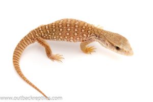 savannah monitor for sale