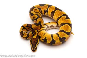 scaleless head het albino