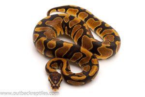 scaleless head ball python for sale
