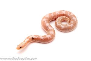 kenyan sand boa for sale