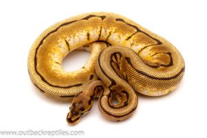 spinner ball python for sale