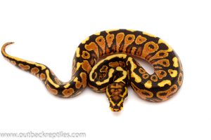 spotnose yellow belly ball python for sale